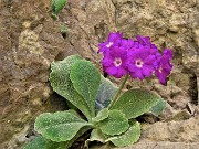 04 Primula Albenensis  (Primula del Monte Alben) nei pressi del Bivacco Plana (1280 m)